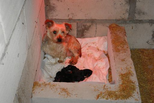 Bei einem illegalen Hundezüchter in Polen.