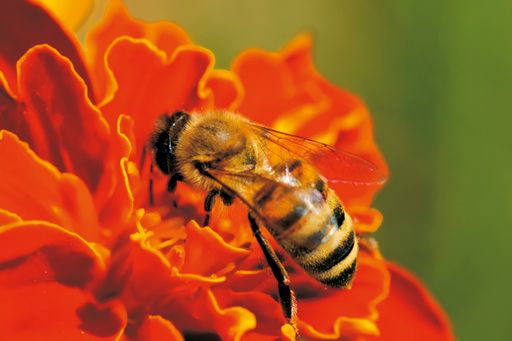 Für Allergiker kann bereits ein Bienenstich
lebensbedrohlich sein