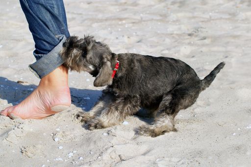 VIER PFOTEN auf Urlaub: So kann nichts schiefgehen