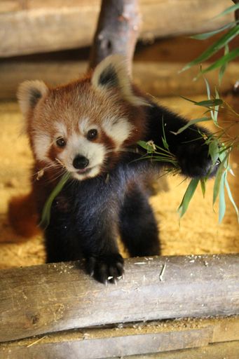  Zu den hübschesten Säugetieren zählen Kleine
Panda-Bären, die nun auch in der Tierwelt Herberstein leben.