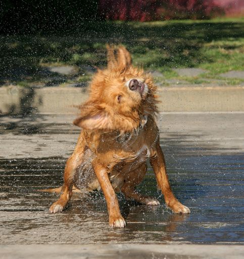 "Das anhänglichste Wesen der Welt ist ein nasser
Hund" - Ambrose Bierce, amerik. Schriftsteller