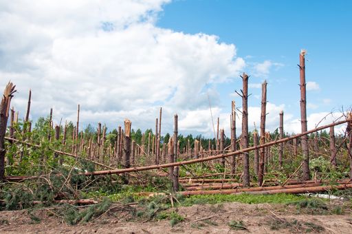  The broken trees after powerful hurricane