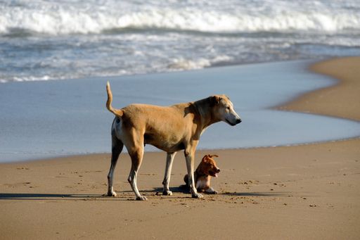  Tierschutz im Urlaub: VIER PFOTEN gibt Reisetipps