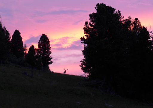 Highlight für die Kids im Hirschen Camp ist die
Beobachtung echter Hirschen in der Abenddämmerung