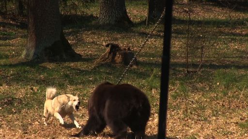 Jagdhunde werden auf den angeketteten Braunbären
gehetzt.