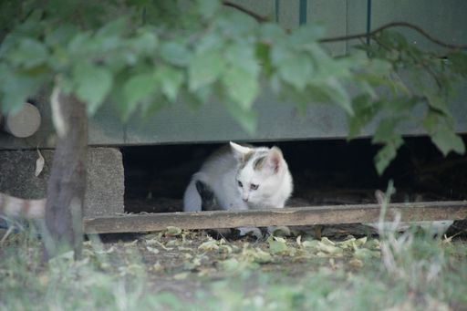  VIER PFOTEN sucht Freiwillige für
Streunerkatzen-Projekt in Wien.