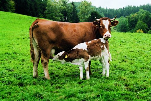 Mutterkuh mit Kalb