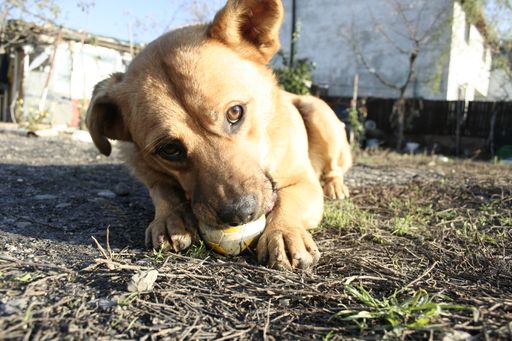  Von Hundehassern ausgelegte Giftköder sind leider
keine Seltenheit.