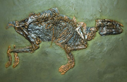  Das 50 Millionen Jahre alte Urpferdchen wurde mit
einer großzügigen Förderung durch die "Freunde" 1993 für das Museum
angekauft. Foto: Alice Schumacher, NHM