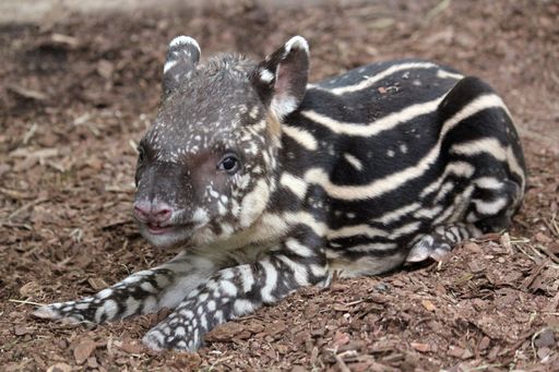  Tapir Gideon ist der jüngste Bewohner der Tierwelt
Herberstein.