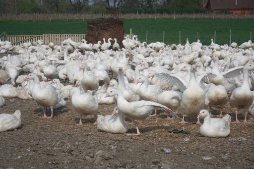 Gänsemast in Ungarn