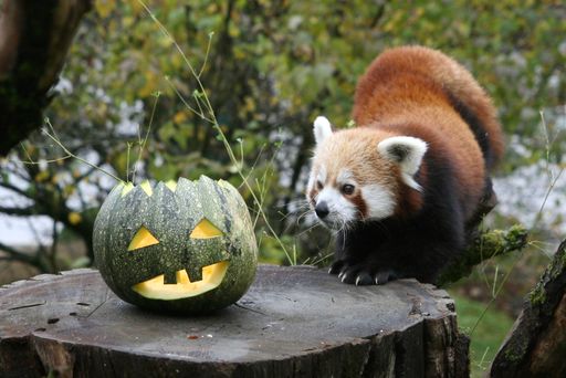  Panda Bär Kaldon blickt vorsichtig auf seinen
Kürbis.