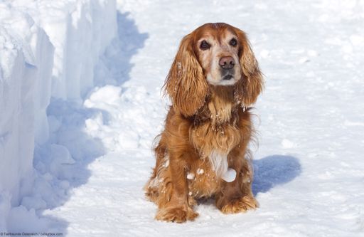 Hund im Schnee