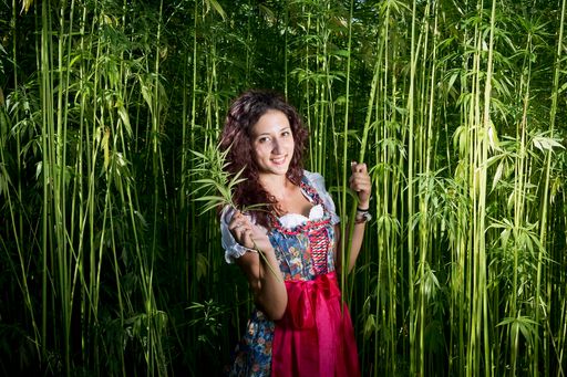 Vorschau Bild von In nur 100 Tagen wächst Nutzhanf zu vier Meter
hohen Pflanzen heran. Er benötigt dazu weder Dünger noch
Spritzmittel.