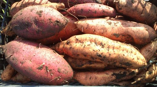  BurgenlandBatata - Neue Ernte 2013, div Sorten