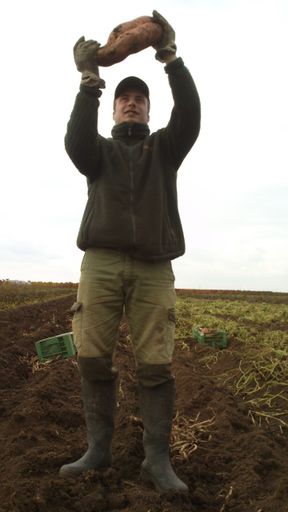 Vorschau Bild von BurgenlandBatata - RekordBatate 3,4kg