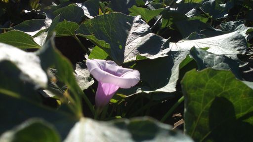 Vorschau Bild von BurgenlandBatata - Seltene Blüte im Morgenlicht