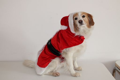  Im Wiener Tierschutzhaus wird sogar der
Weihnachtsmann von einem Vierbeiner ersetzt ...