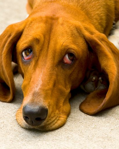  Nur Tierbesitzer wissen, was es heißt, vor
Silvester Angst zu haben."