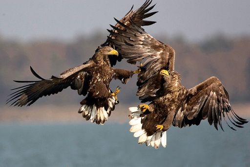  Seeadler
