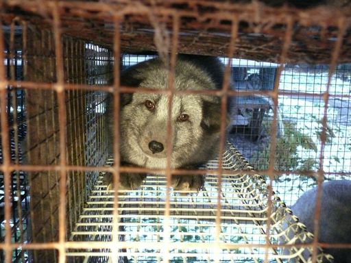 Ein Polarfuchs in einer von SAGA zertifizierten finnischen Farm
fristet ein trauriges Dasein in einem viel zu engen Drahtgitterkäfig