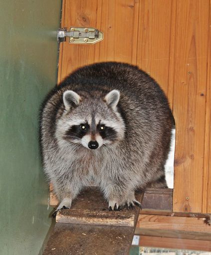  Waschbär Balu