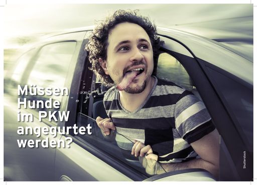 Vorschau Bild von Sujet: Müssen Hunde im Auto angegurtet werden?