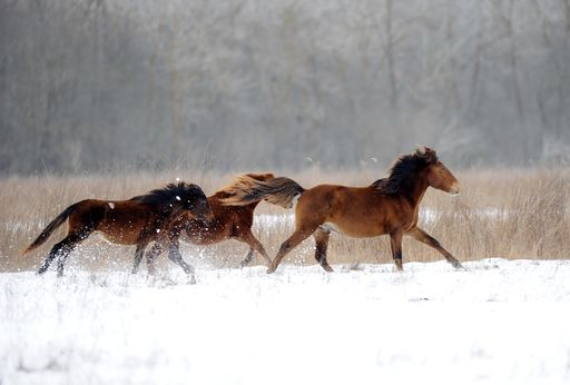 Wilde Pferde im rumänischen Donaudelta