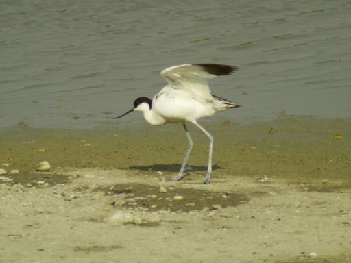 Die ersten Zugvögel aus dem Süden sind diese Woche
ungewöhnlich früh im Seewinkel eingetroffen. Ranger der St. Martins
Therme und Lodge haben diesen in Mitteleuropa sehr seltenen
Säbelschnäbler (im Bild) entdeckt und auf Foto festgehalten.