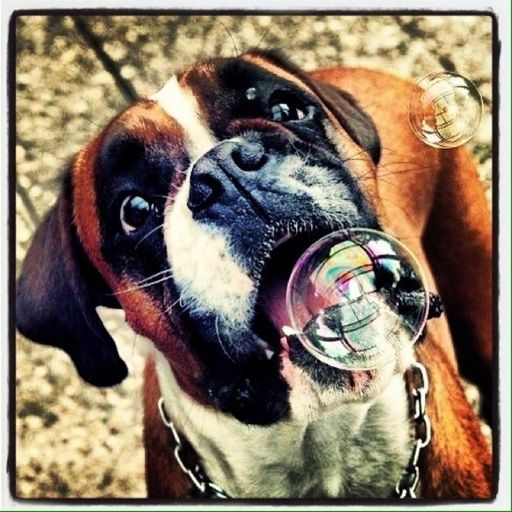 Vorschau Bild von Merlin der Boxer ist bisher das beliebteste
"Fotomodell" auf meintier.