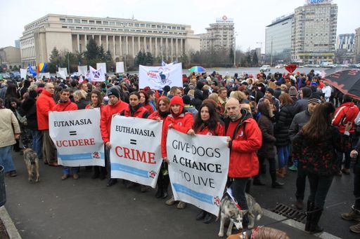 VIER PFOTEN hat sich dem Protest in Bukarest gegen
das Tötungsgesetz angeschlossen