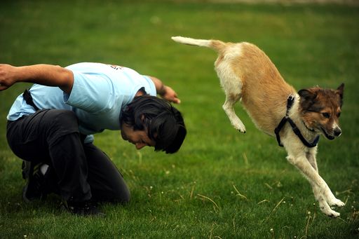 Ein gutes Hundetraining arbeitet auf Basis von positiver
Bestärkung und macht auch dem Hund Spaß.