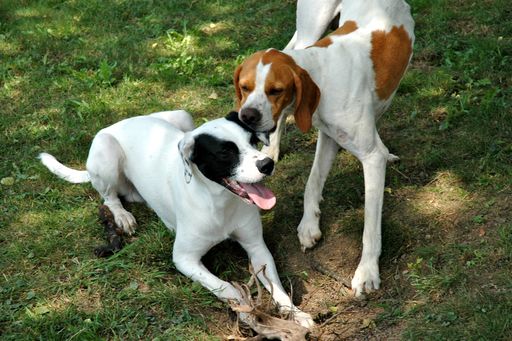 Nicht immer läuft das Spiel unter Hunden so harmonisch ab