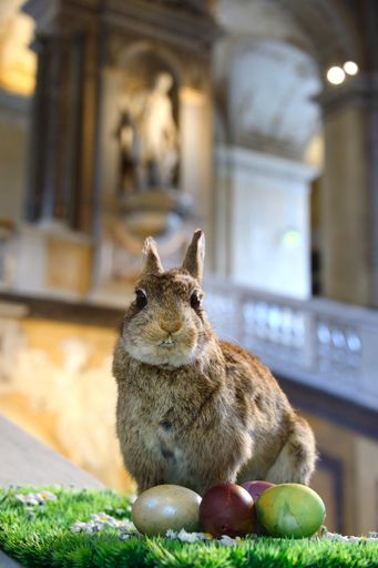 Vermittlungsprogramm zu Ostern im NHM Wien