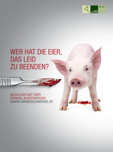 Vorschau Bild von Armes Schwein Kampagne