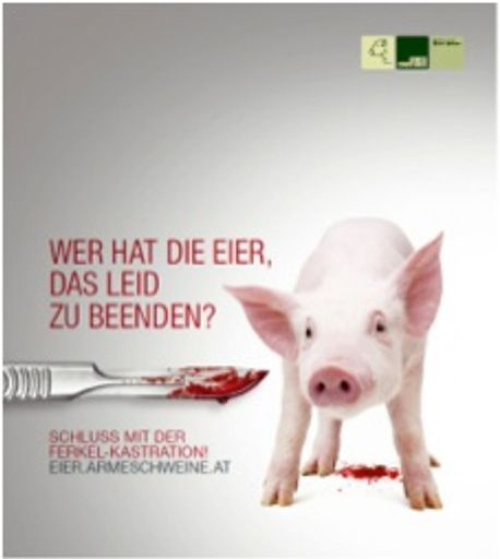  Armes Schwein Kampagne