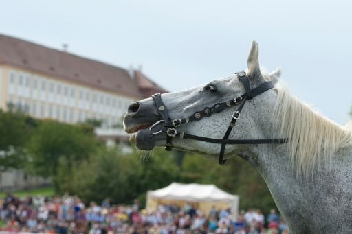 Zum Wiehern! Beim Familienfest mit Pferd und
Esel am 25. Mai auf Schloss Hof beweisen die Vierbeiner ihr
artistisches Können.