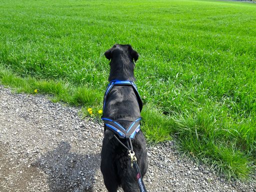 Vorschau Bild von Cornelia und Roman Figl und bieten daher in ihrem
neuen Hunde-Onlineshop unter www.woofshack.com erstklassige
Hundeausrüstung renommierter Marken für die Ausübung verschiedener
Hundesportarten an.