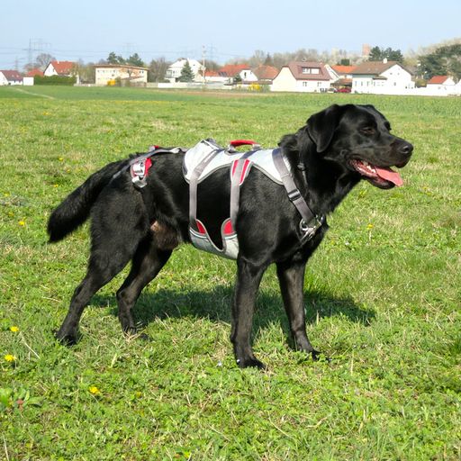 Vorschau Bild von Moderne Sportarten von Bikejöring bis Dogscooting
werden im Online-Shop Woofshack vorgestellt und die richtige
Handhabung des Equipments inklusive Sicherheitshinweise genau
erklärt.