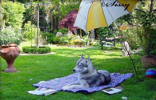 Coole Typen wie dieser Siberian Husky und 3000
andere Rassehunde erwarten Sie in Klagenfurt