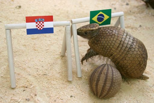  Sprung - Kopf - Tor für Brasilien! So lautet die
Kugelgürteltier-Vorhersage für das morgige Match gegen Kroatien.
