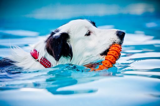  PRO PLAN Dog Diving am Hundetag. Erfrischender
neuer Trendsport für die Hundstage.
