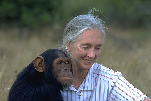  Als eines der Highlights wird Dr. Jane Goodall,
UN-Friedensbotschafterin und Schimpansenforscherin, persönlich im
Zuge ihrer Österreichtour bei der ReiseSalon Pressekonferenz am 03.
Oktober für Fragen zur Verfügung stehen und über Besonderheiten und
Bedeutung nachhaltiger Reisen sprechen.