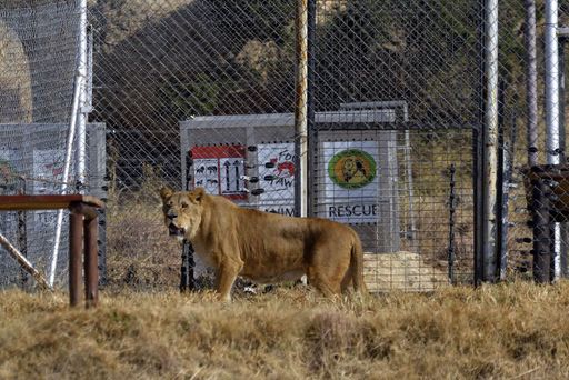 VIER PFOTEN bringt sechs Löwen aus niederländischer
Rettungsstation nach LIONSROCK
