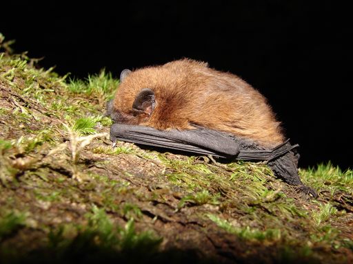Vorschau Bild von Auch die Zwergfledermaus (Pipistrellus
pipistrellus), die kleinste heimische Art mit nur ca. 4 Gramm ist im
Nationalpark Hohe Tauern heimisch Autor.