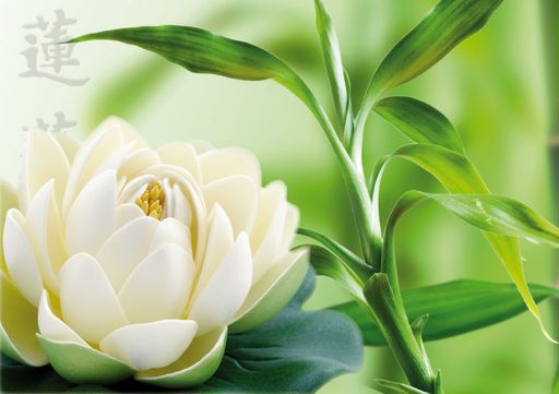  Linsberg Asia im Zeichen der Lotusblüte