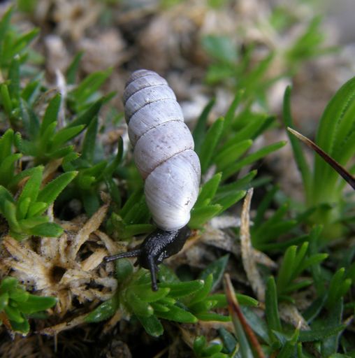Schnecke im Nationalpark Gesäuse