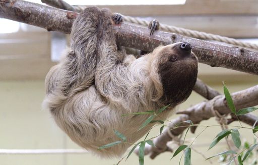  Faultier Speedy ist der Neuzugang in der
oststeirischen Tierwelt Herberstein.