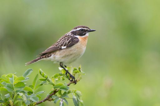  Braunkehlchen: Die neuen Agrarförderpläne würden den starken
Rückgang dieser Art beschleunigen statt aufhalten