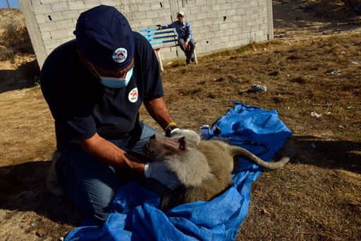 Dr. Amir Khalil treats a monkey in Bisan City Zoo
(45 km north from Rafah border with Egypt), on September 13, 2014.
After 52 days of military conflicts, 86 animals from the Bisam City
Zoo / Gaza Strip died. Among the still living there are three lions.
The four Paws animal welfare organization started an emergency
relief project to help the Bisam city zoo to face the situation.
MIHAI VASILE / FOUR PAWS